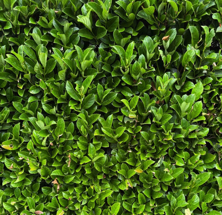 Hedging plants