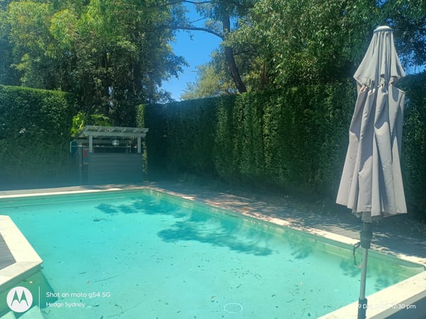 Poolside privacy screen in Turrumurra — hedge trimming and garden care by Hedge Sydney