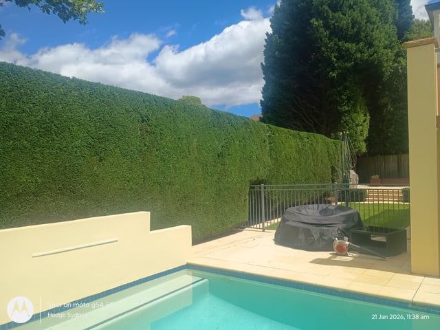 Poolside conifer hedge in Belrose — hedge trimming and garden care by Hedge Sydney