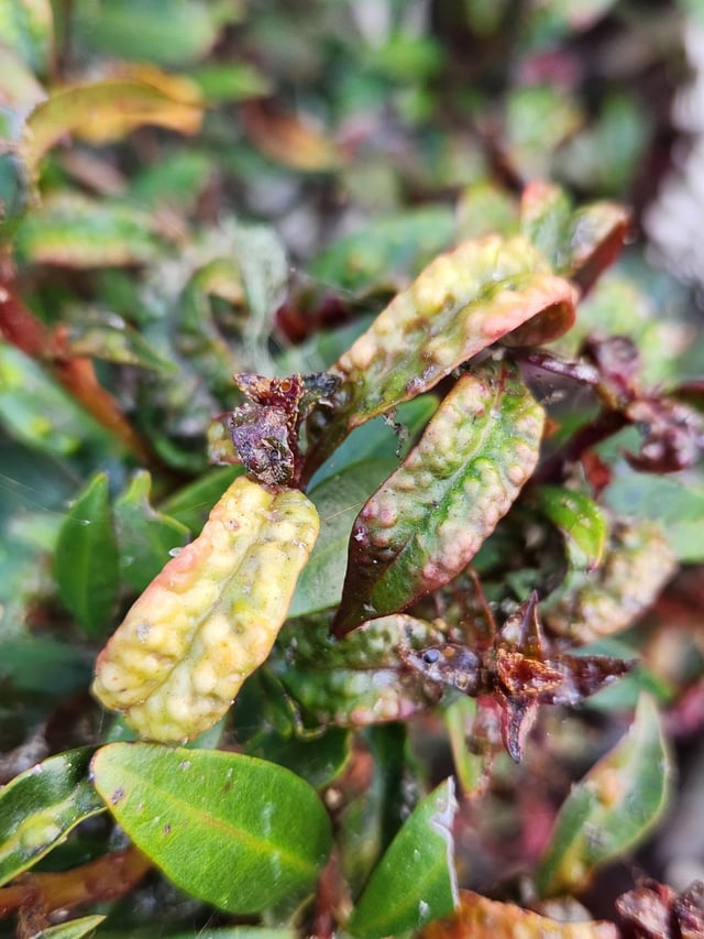 Replacement hedging plants