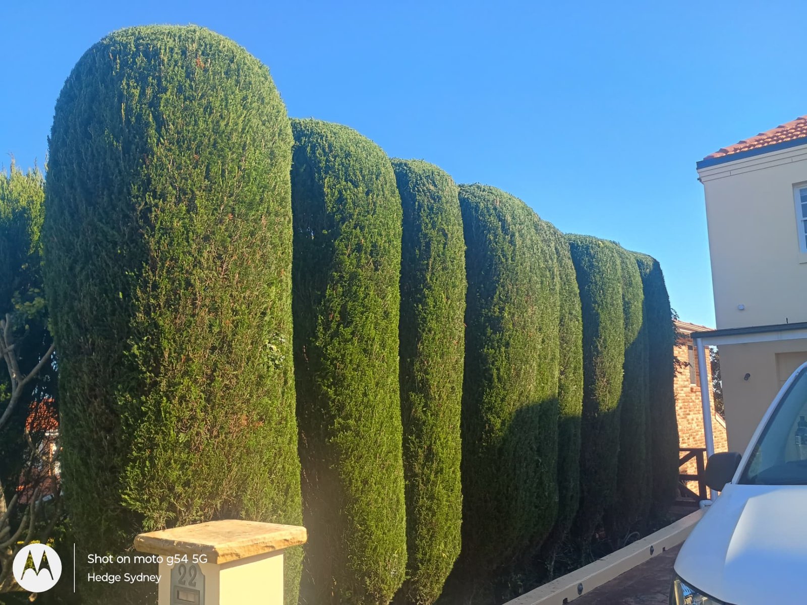 Tall conifer hedge shaping in Belrose — hedge trimming and garden care by Hedge Sydney — professional hedge trimming and garden care by Hedge Sydney