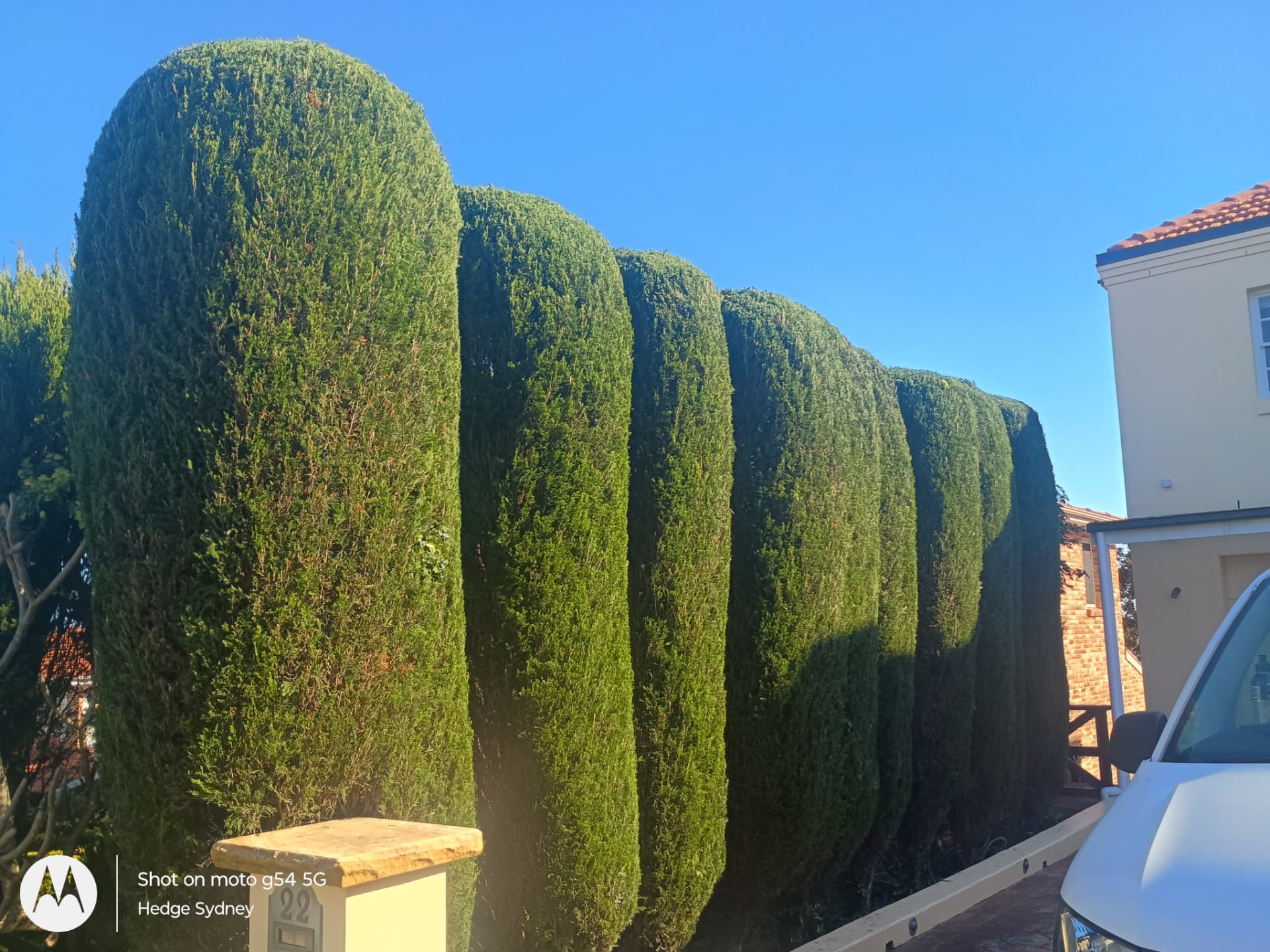 Tall conifer hedge shaping in Belrose — hedge trimming and garden care by Hedge Sydney — professional hedge trimming and garden care by Hedge Sydney