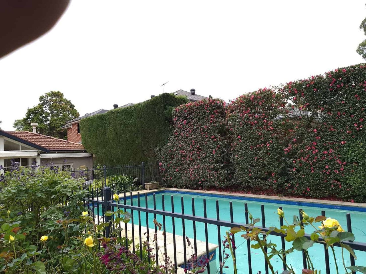Tall Leighton Green conifer hedge on a Sydney property