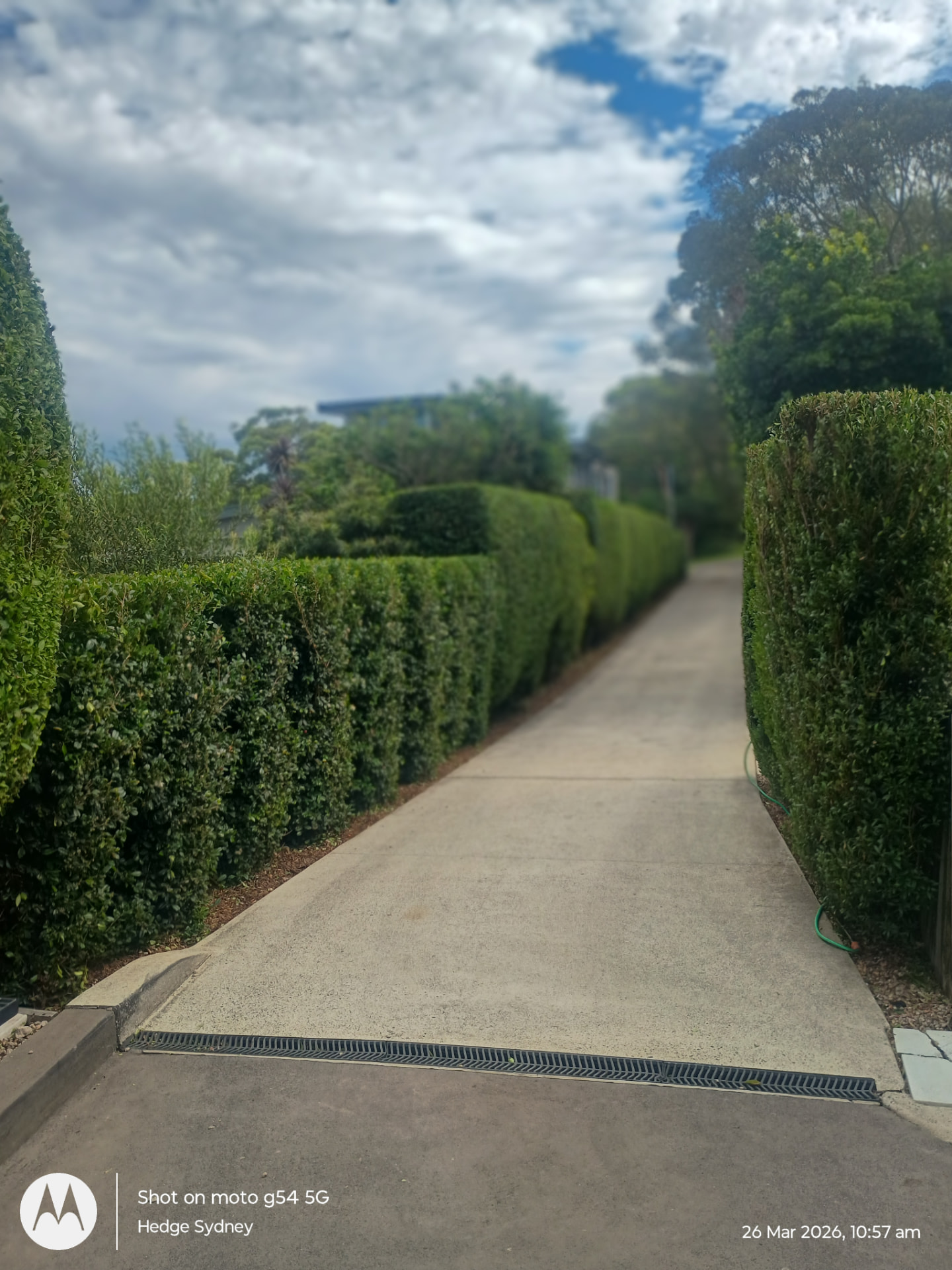 Tall formal hedges lining a Sydney driveway