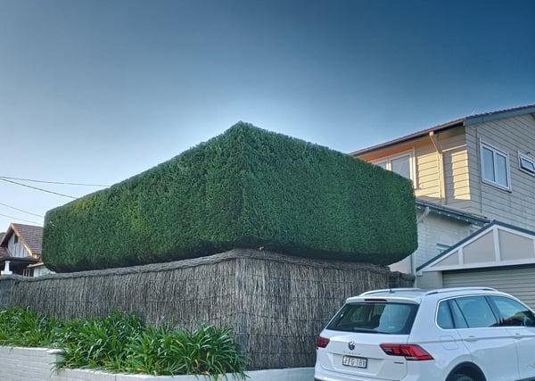 Squared conifer leighton green screen in Hunters Hill— hedge trimming and garden care by Hedge Sydney