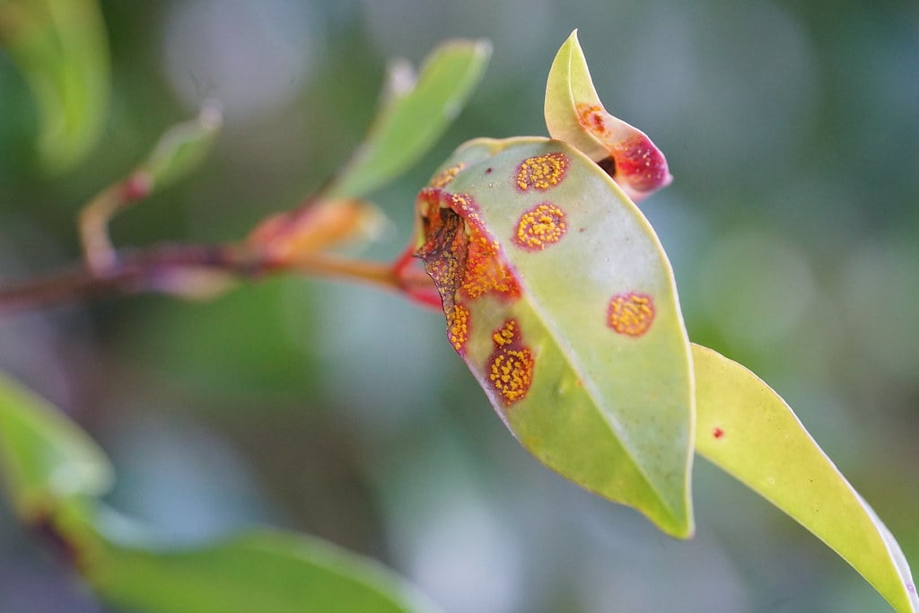 Close-up of Myrtle rust showing yellow and orange pustules on young Myrtaceae foliage