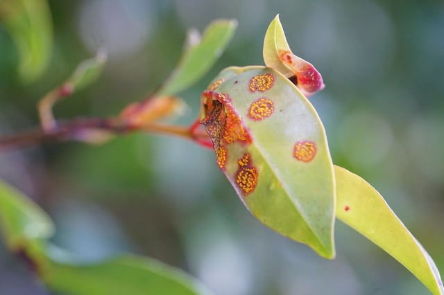 Myrtle rust & fungal disease
