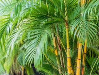 Golden Cane Palm thumbnail 2