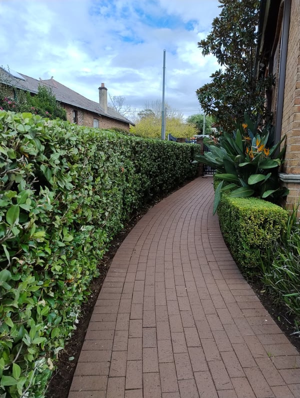 Curved pathway hedge in Ashfield — hedge trimming and garden care by Hedge Sydney