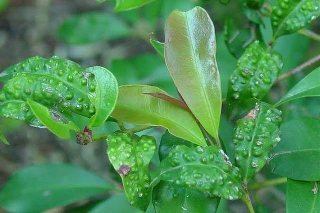 Lilly Pilly