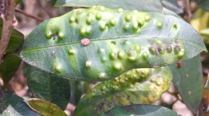 Pest and diseases