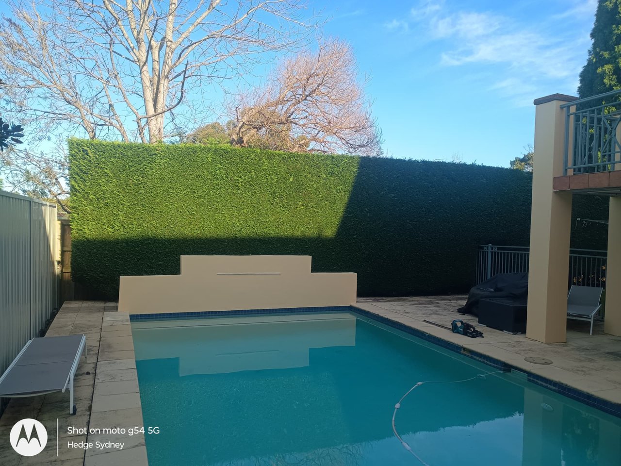 Upright screening hedge beside a Sydney swimming pool fence
