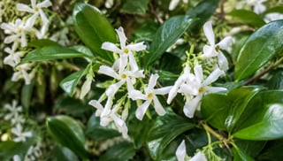 Star Jasmine thumbnail 3
