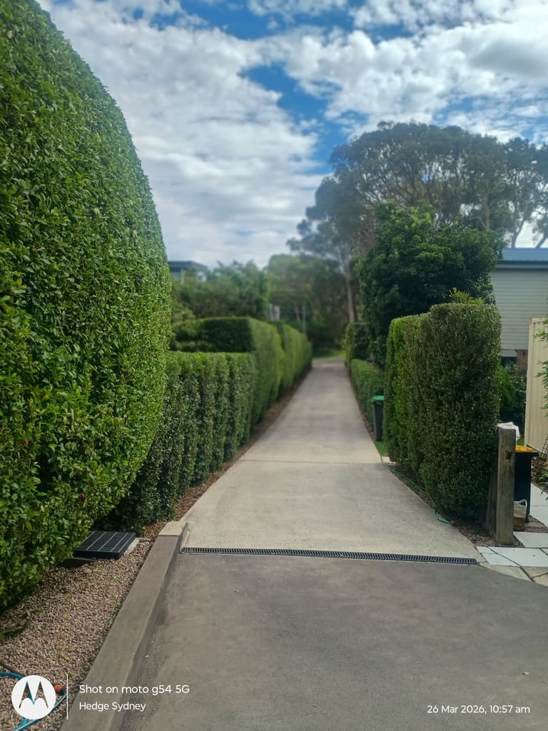 Pathway lilli pilli privacy hedge in Warriewood — hedge trimming and garden care by Hedge Sydney