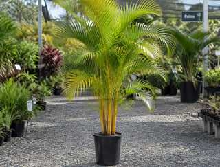 Golden Cane Palm thumbnail 3