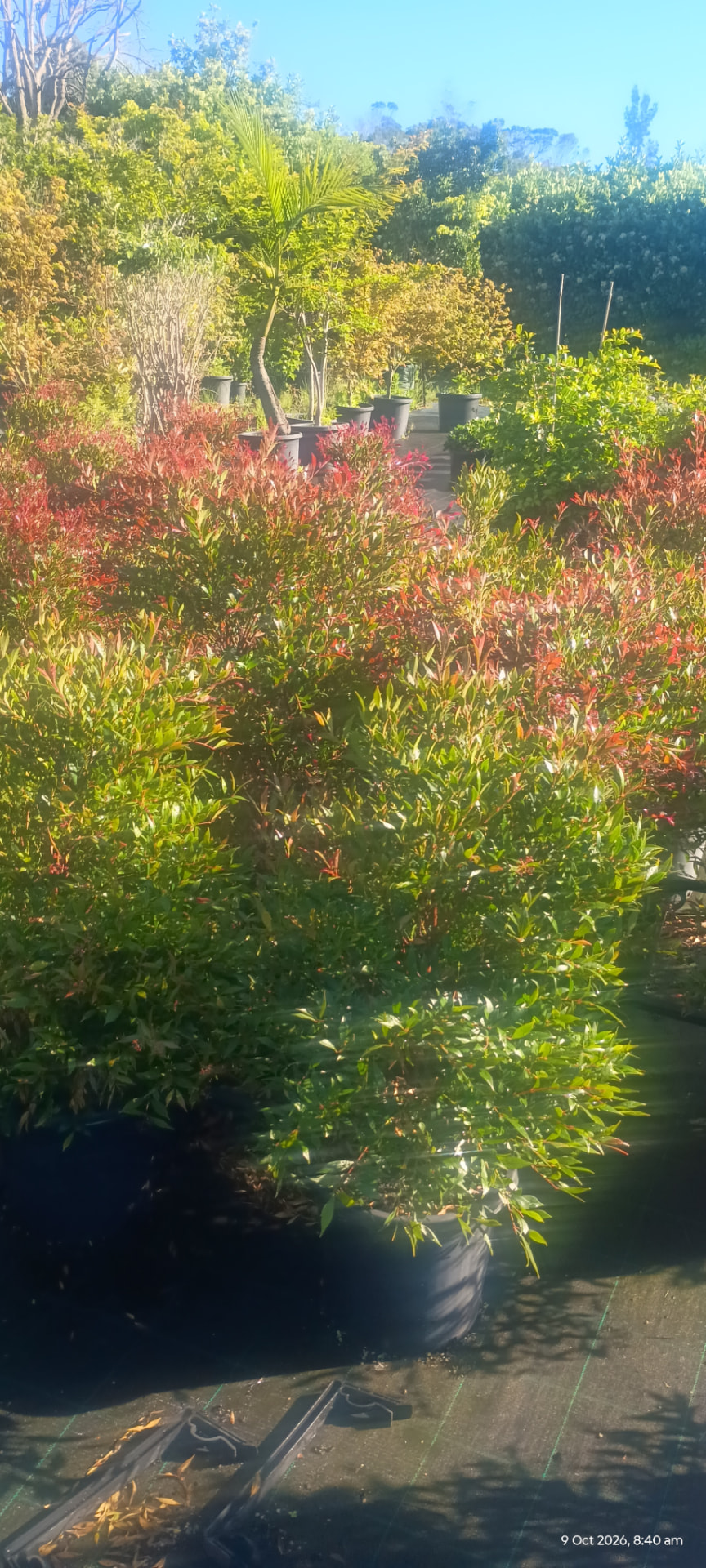 Lilly Pilly Cherry Surprise plants in nursery pots with cherry-red new growth on glossy green foliage