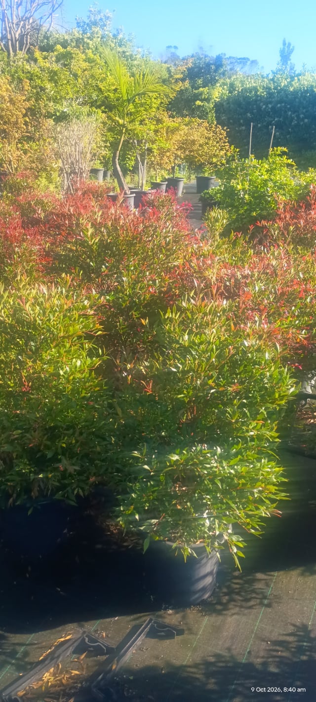 Lilly Pilly Cherry Surprise