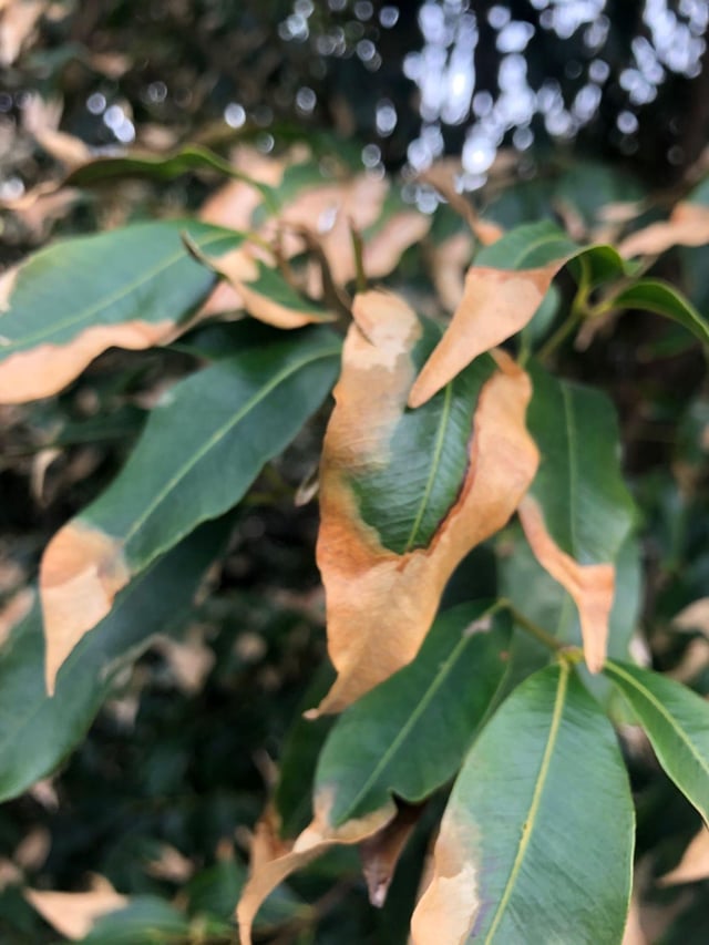 Leaf scorch & stress recovery