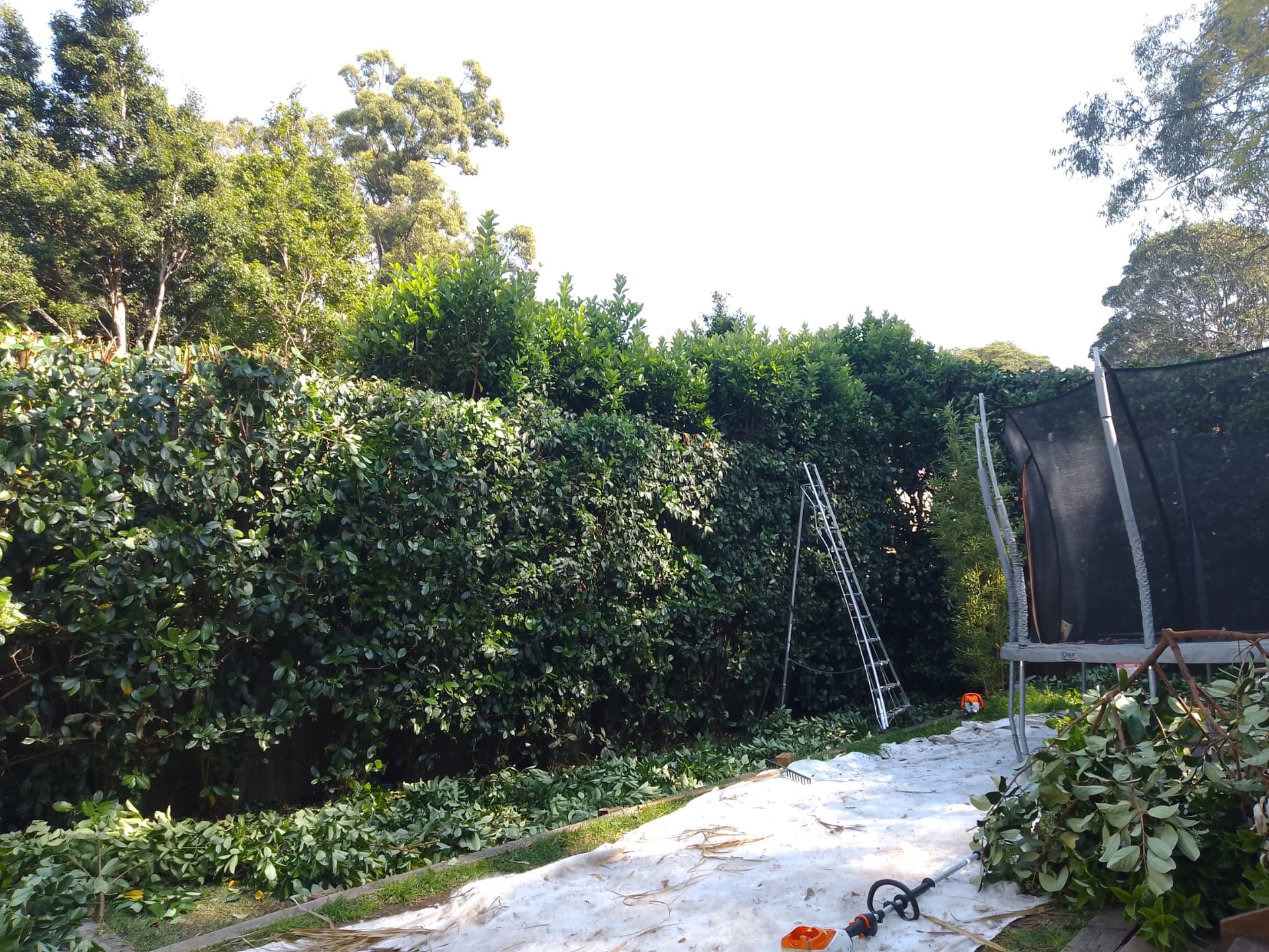 Viburnum hedge recovering after a hard reduction prune