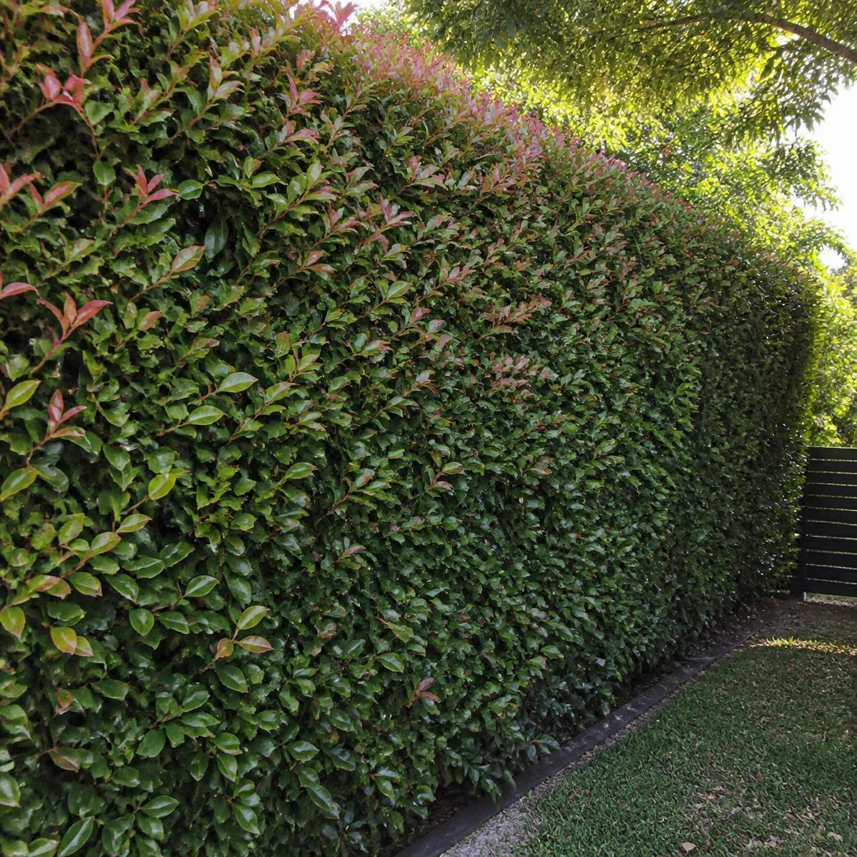 Tall, slim Straight & Narrow Lilly Pilly hedge screening a Sydney property