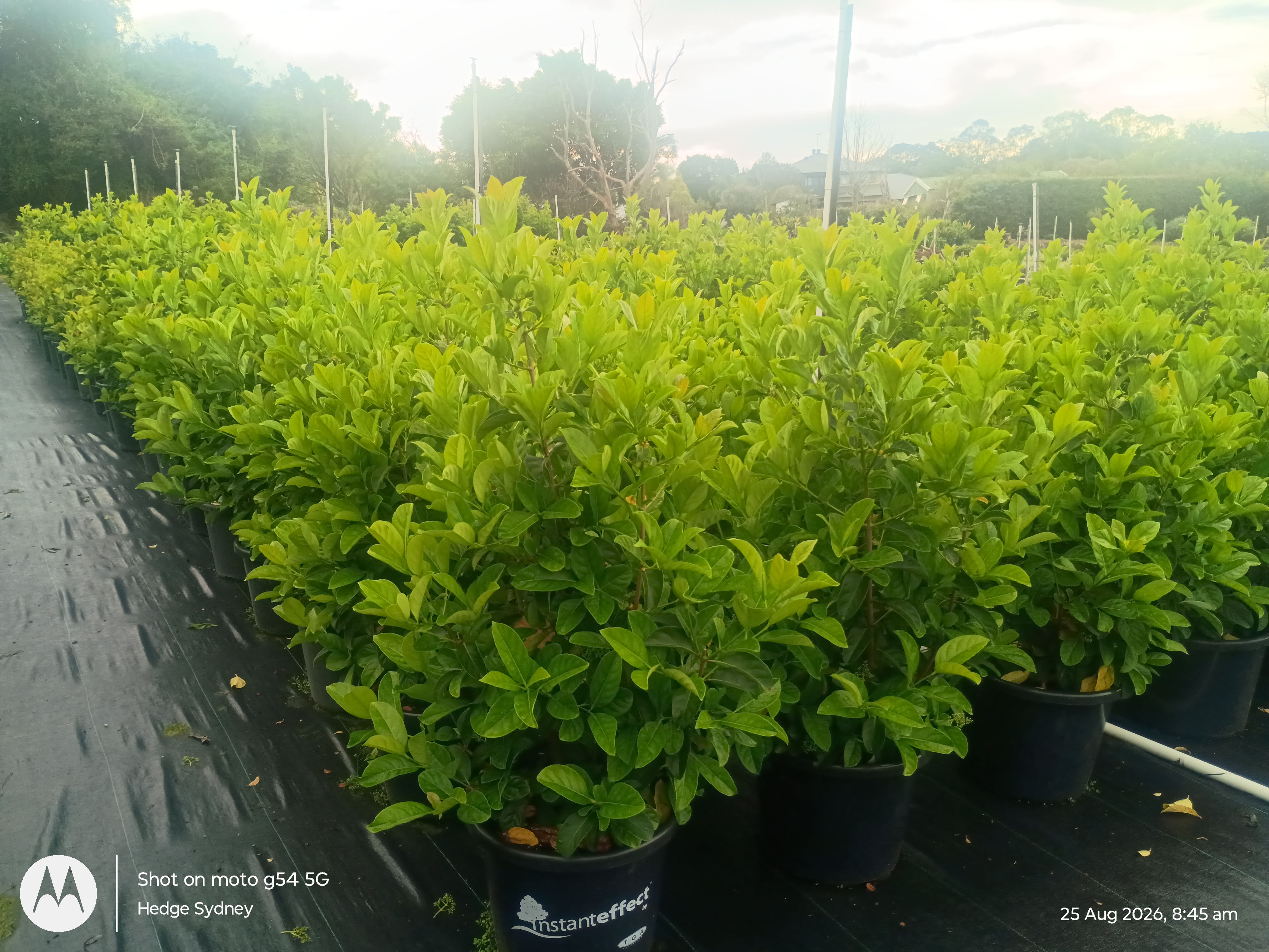 Viburnum — Viburnum odoratissimum