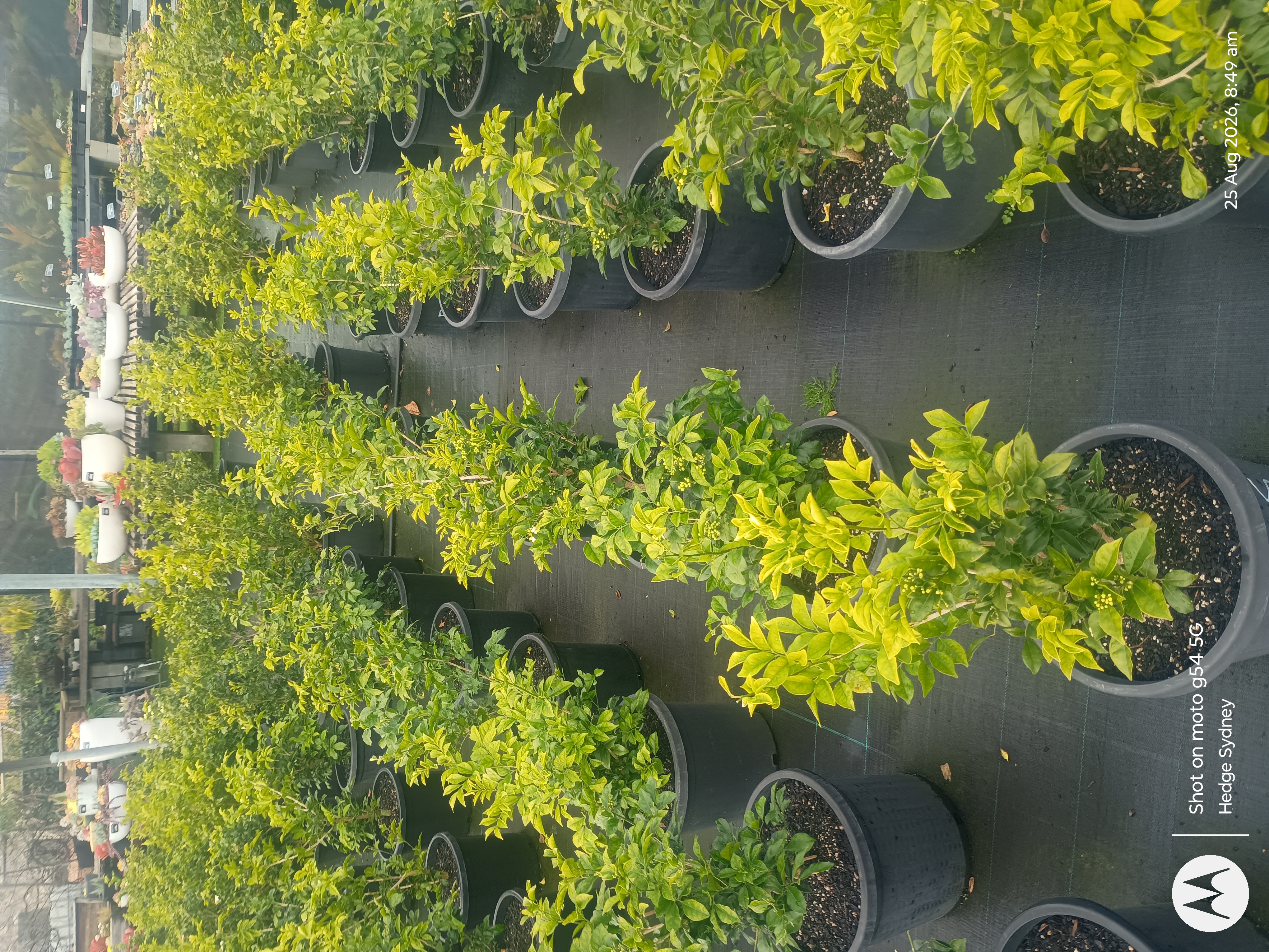 Murraya hedging plants in nursery pots