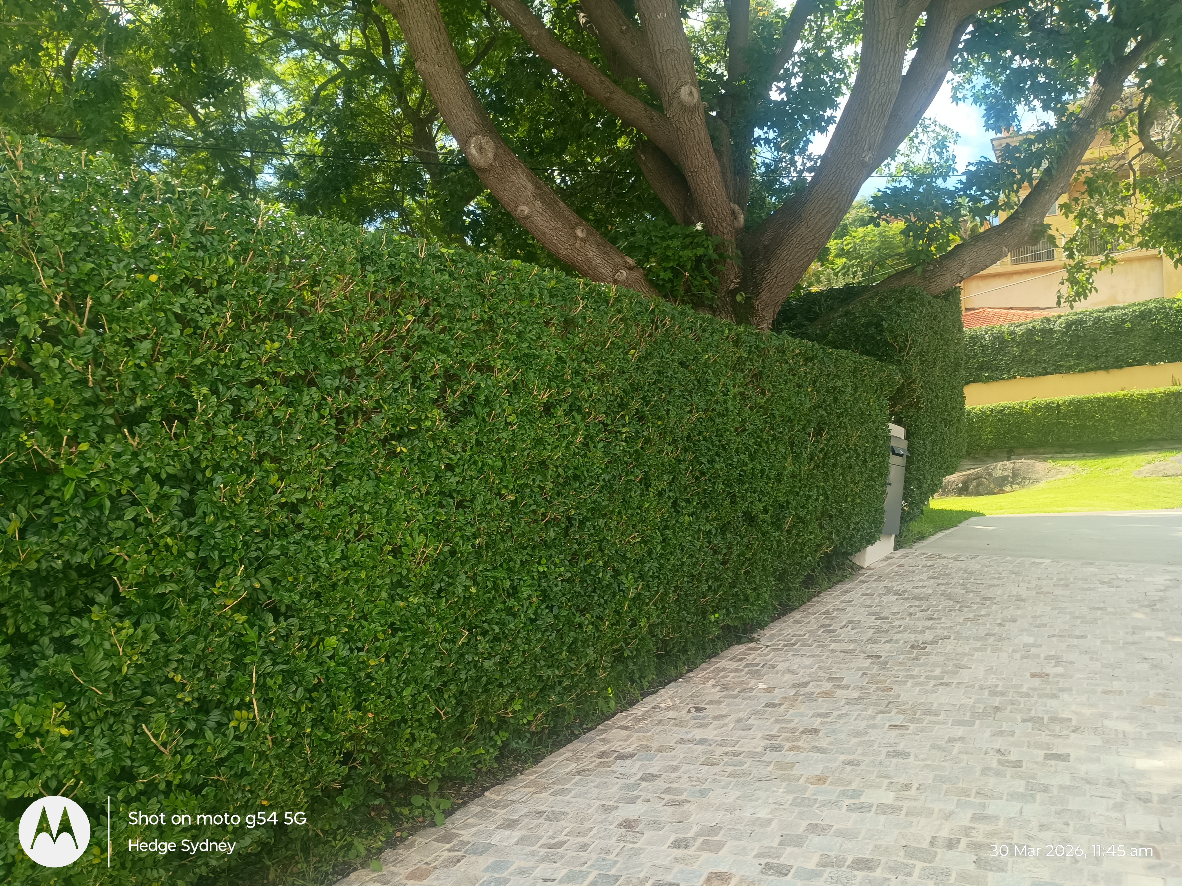 Clean & Precise in Clontarf — hedge trimming and garden care by Hedge Sydney