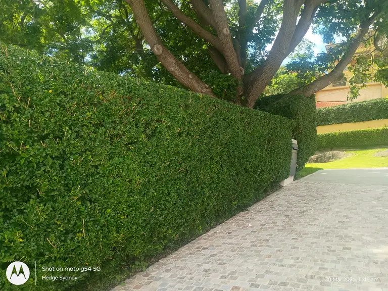 Clean & Precise — hedge trimming by Hedge Sydney