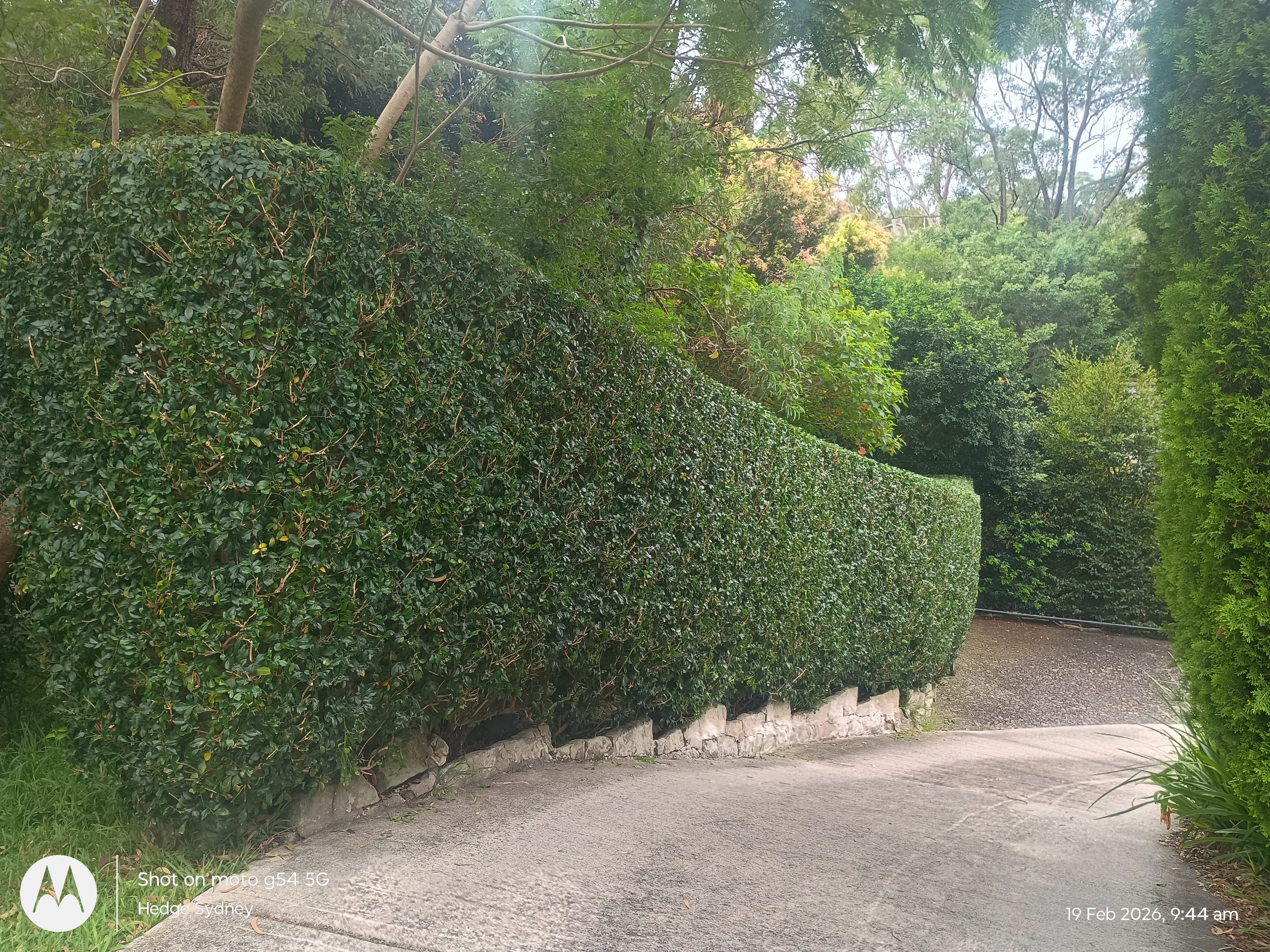 Polished Driveway in Willoughby — hedge trimming and garden care by Hedge Sydney
