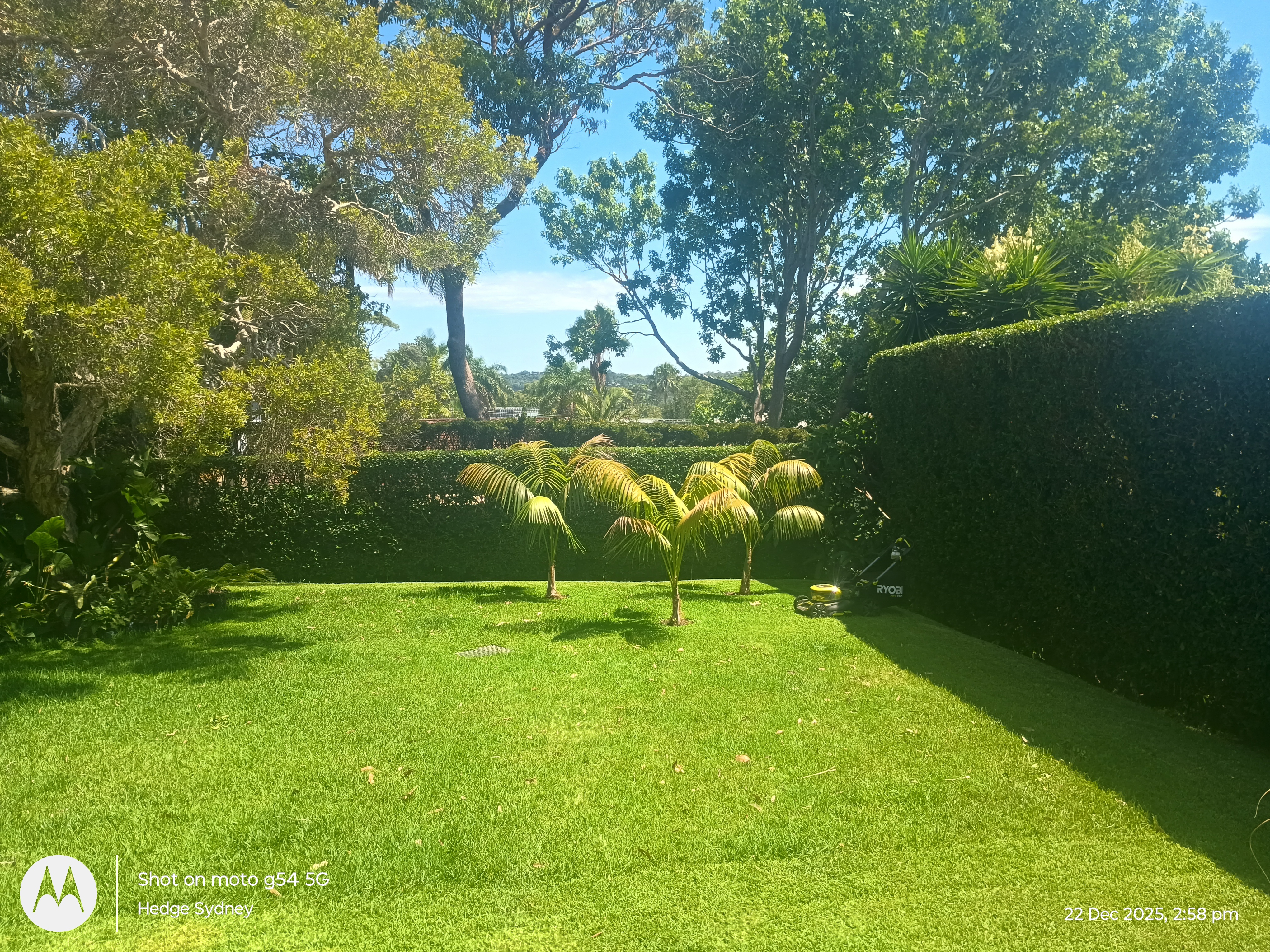 Rear Garden Hedges in Avalon — hedge trimming and garden care by Hedge Sydney