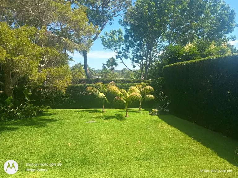 Rear Garden Hedges — hedge trimming by Hedge Sydney