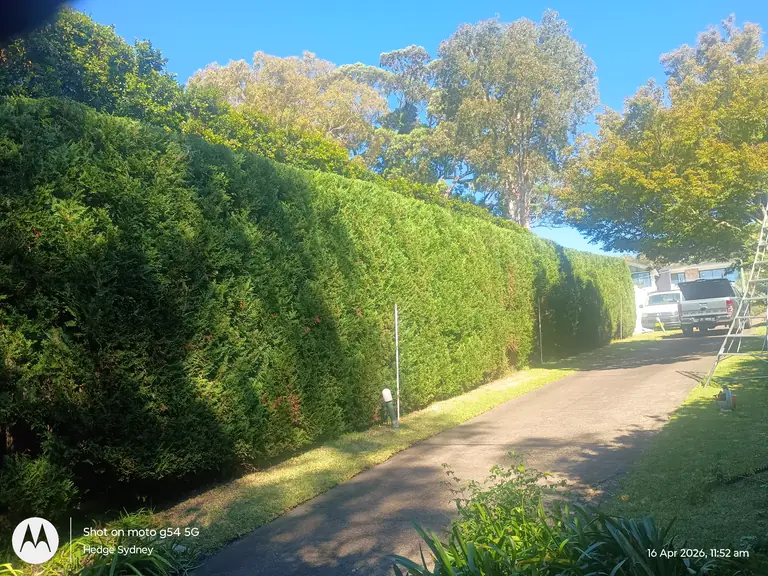 Driveway Leighton Greens — hedge trimming by Hedge Sydney
