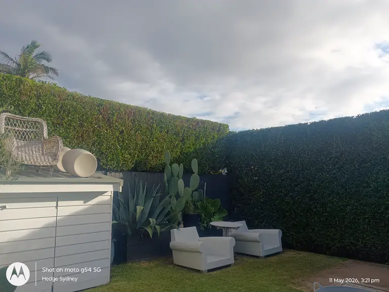 High Boundary Hedges — hedge trimming by Hedge Sydney