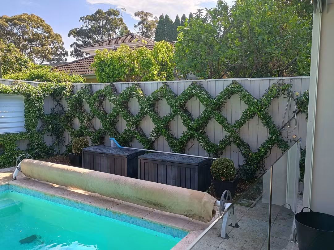 Star jasmine hedging by hedge Sydney — jasmine trim  detail, photo 2 of 2