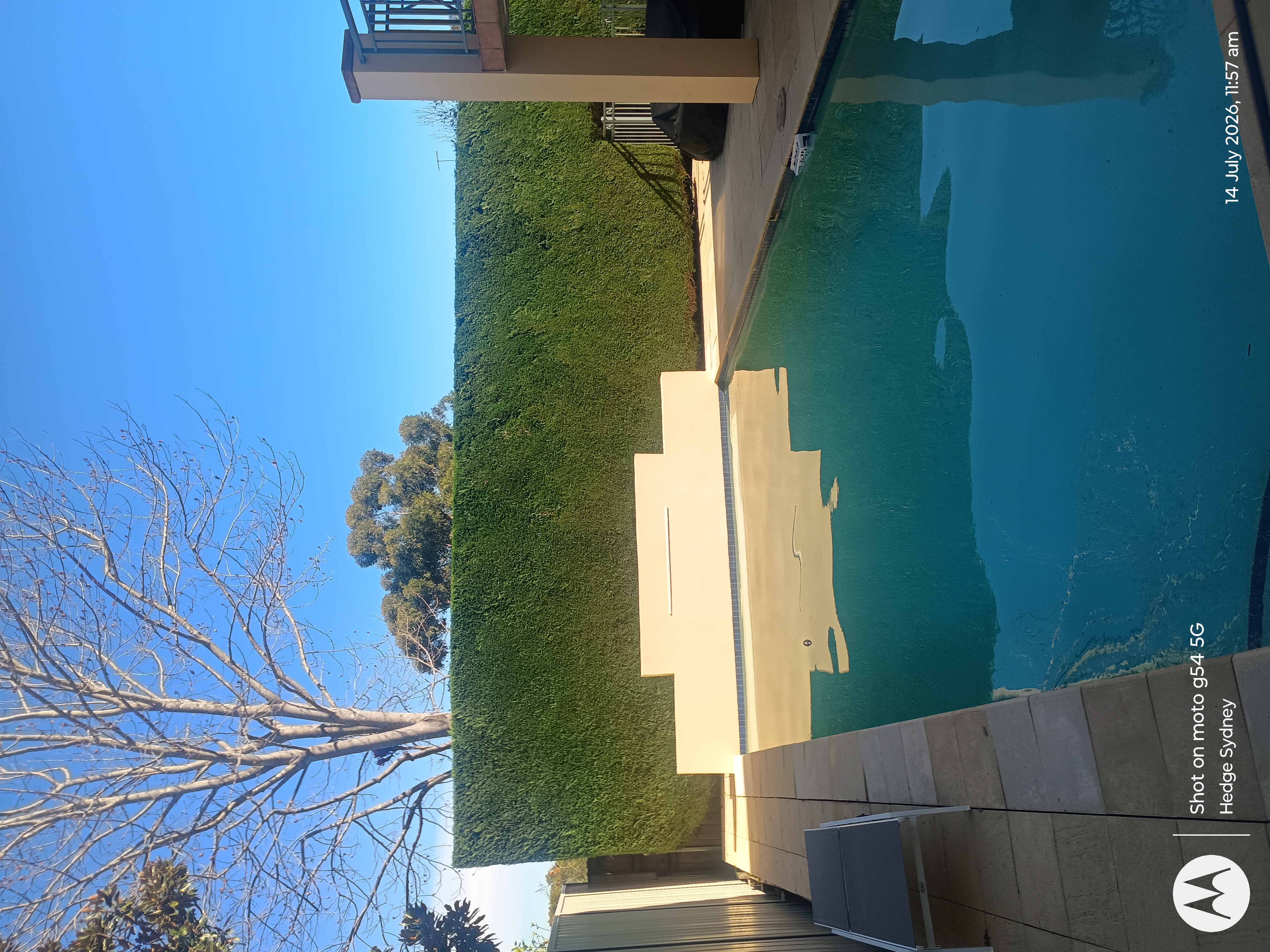 Poolside conifer hedge in Belrose — hedge trimming and garden care by Hedge Sydney — hedge trimming detail, photo 2 of 2