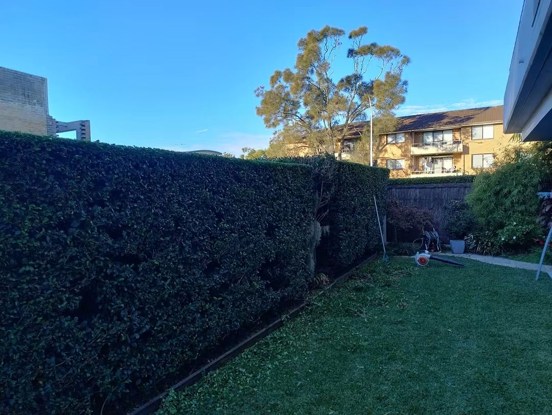 Apartment boundary hedge in Howard Ave, Dee Why — hedge trimming and garden care by Hedge Sydney — strata hedge trimming detail, photo 5 of 6
