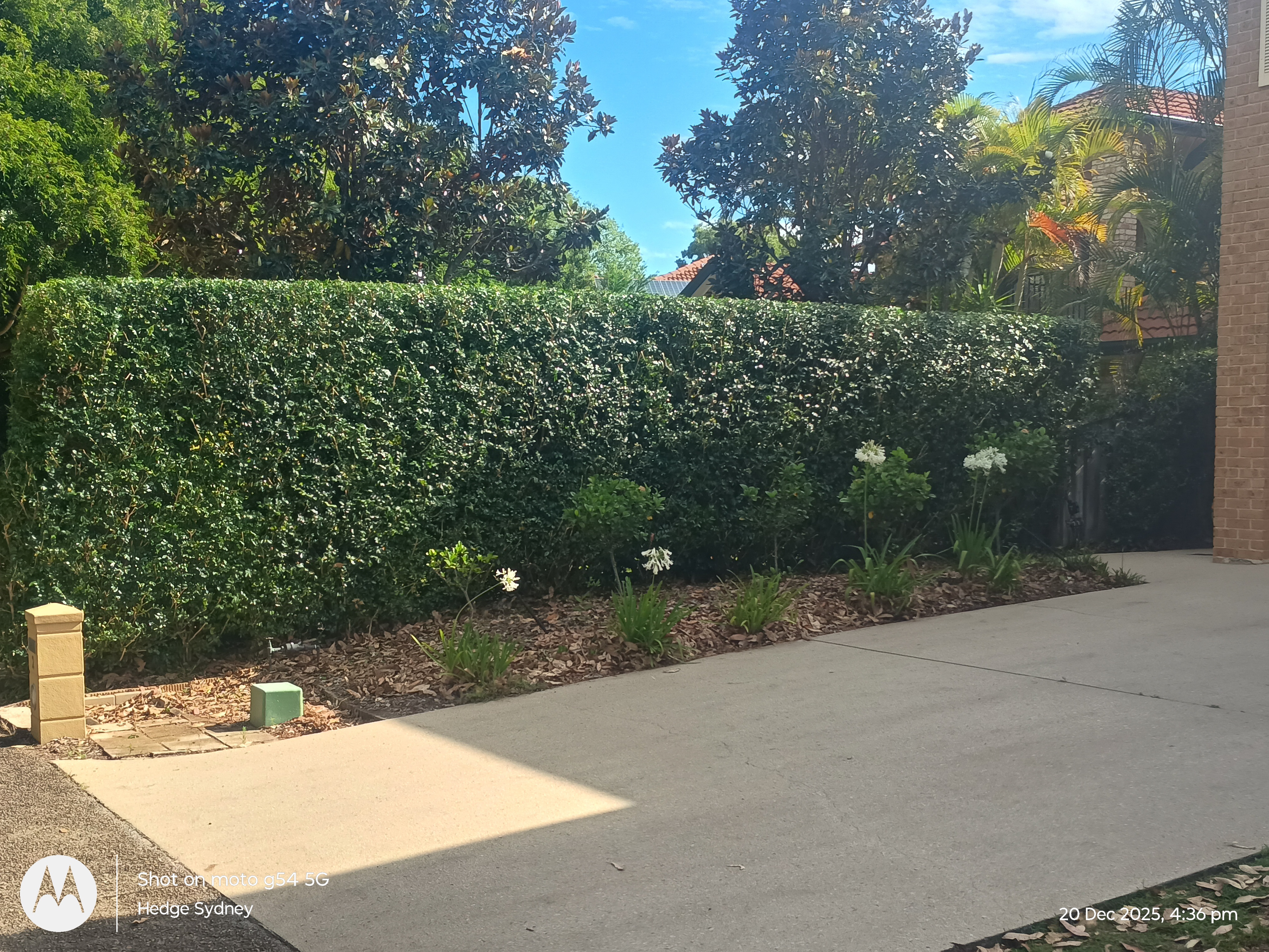 Trimmed Tops in Bayview — hedge trimming and garden care by Hedge Sydney