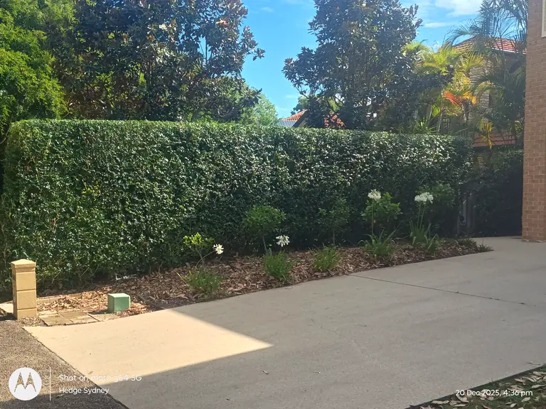 Trimmed Tops — hedge trimming by Hedge Sydney