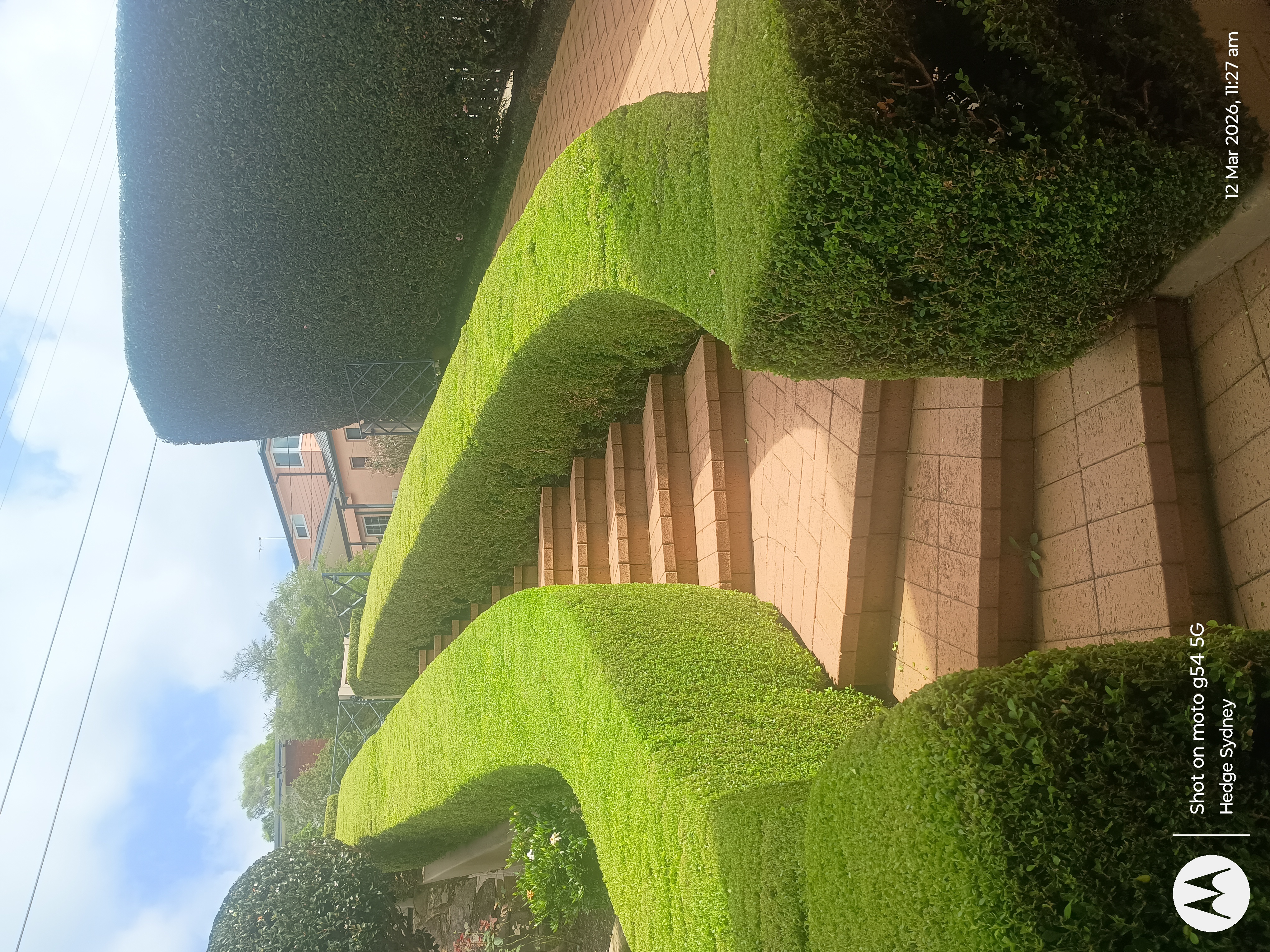 Buxus Snakes in Frenchs Forest — hedge trimming and garden care by Hedge Sydney