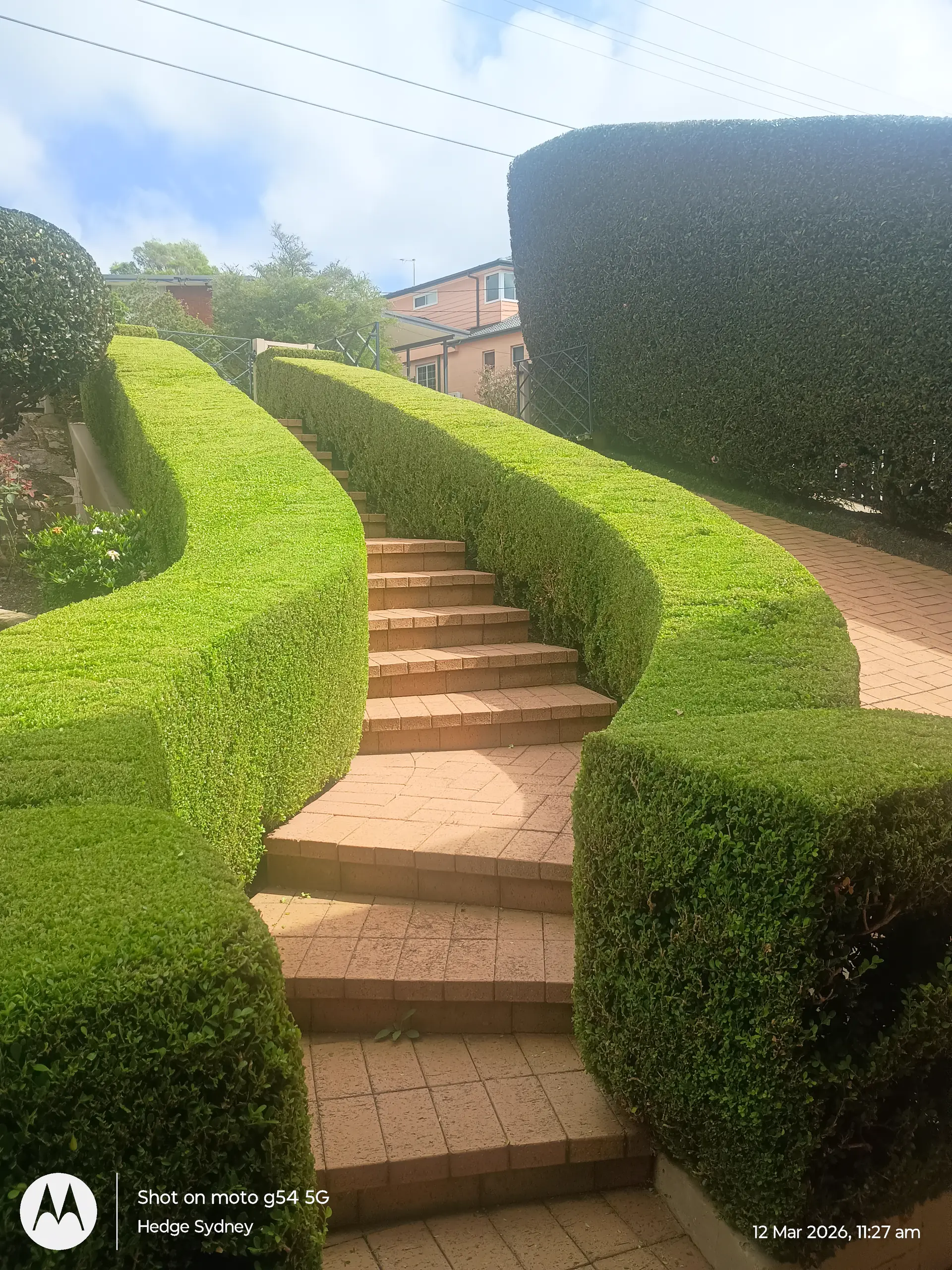 Buxus Snakes in Frenchs Forest, Sydney — professional hedge trimming and garden care by Hedge Sydney