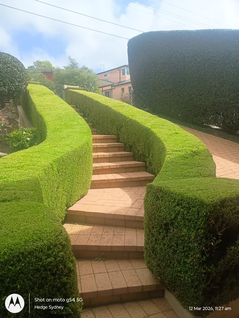 Buxus Snakes — hedge trimming by Hedge Sydney