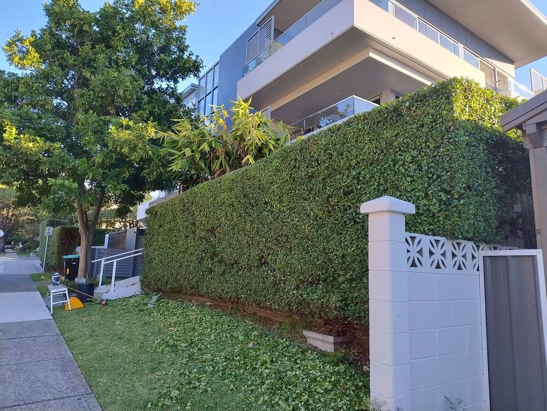 Apartment boundary hedge in Howard Ave, Dee Why — hedge trimming and garden care by Hedge Sydney — strata hedge trimming detail, photo 6 of 6
