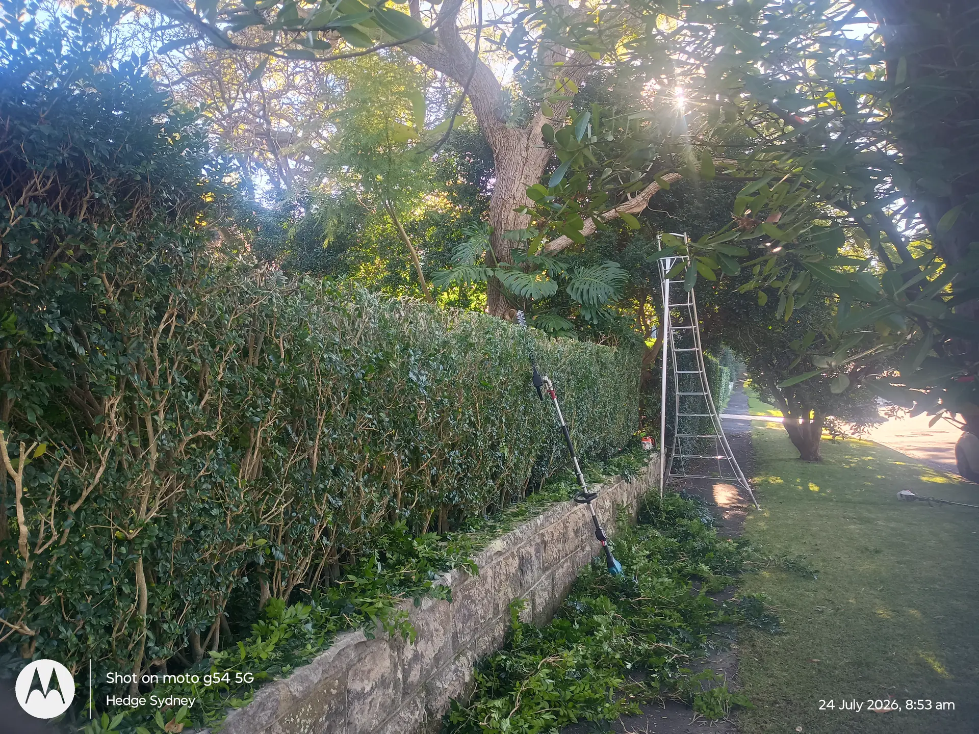 Murraya Hedge Reduction in Roseville, Sydney — professional hedge trimming and garden care by Hedge Sydney