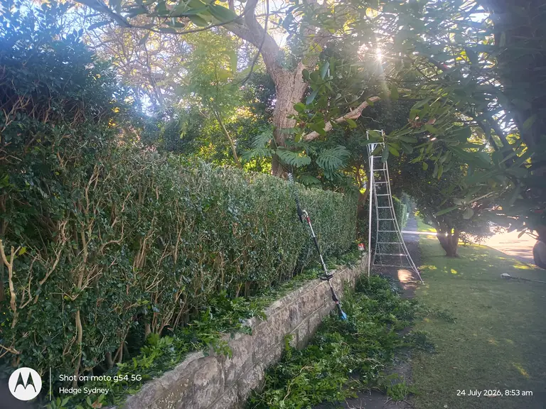 Murraya Hedge Reduction — hedge trimming by Hedge Sydney