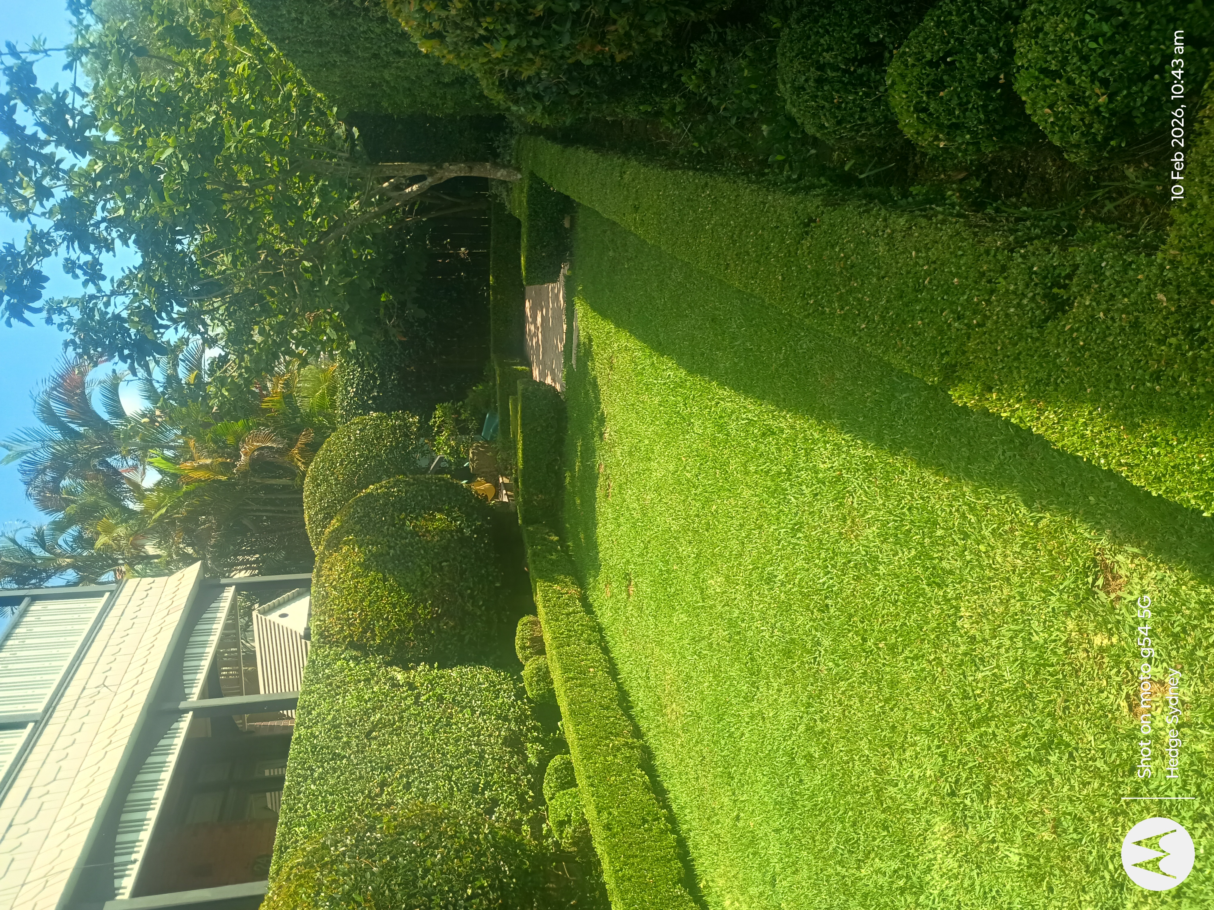 Boxed & Shaped in Waverton — hedge trimming and garden care by Hedge Sydney