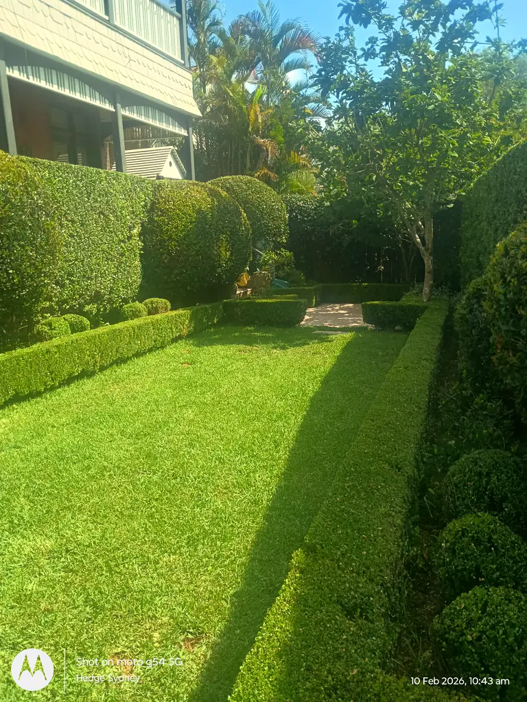 Boxed & Shaped — hedge trimming by Hedge Sydney