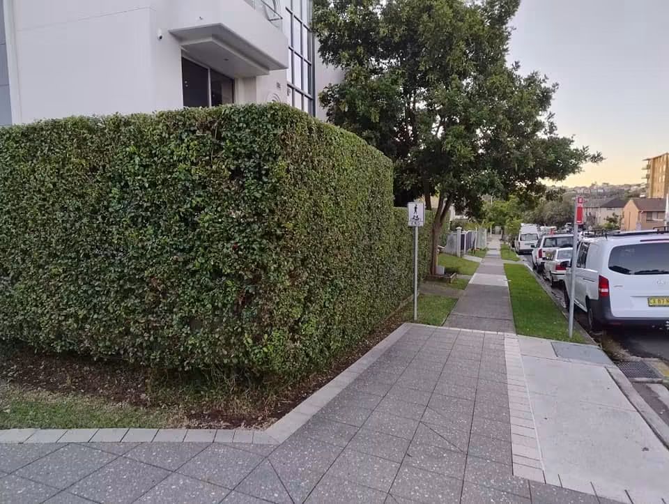 Apartment boundary hedge in Howard Ave, Dee Why — hedge trimming and garden care by Hedge Sydney — strata hedge trimming detail, photo 2 of 6