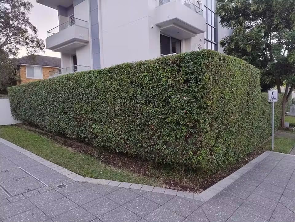 Apartment boundary hedge in Howard Ave, Dee Why — hedge trimming and garden care by Hedge Sydney — strata hedge trimming detail, photo 3 of 6
