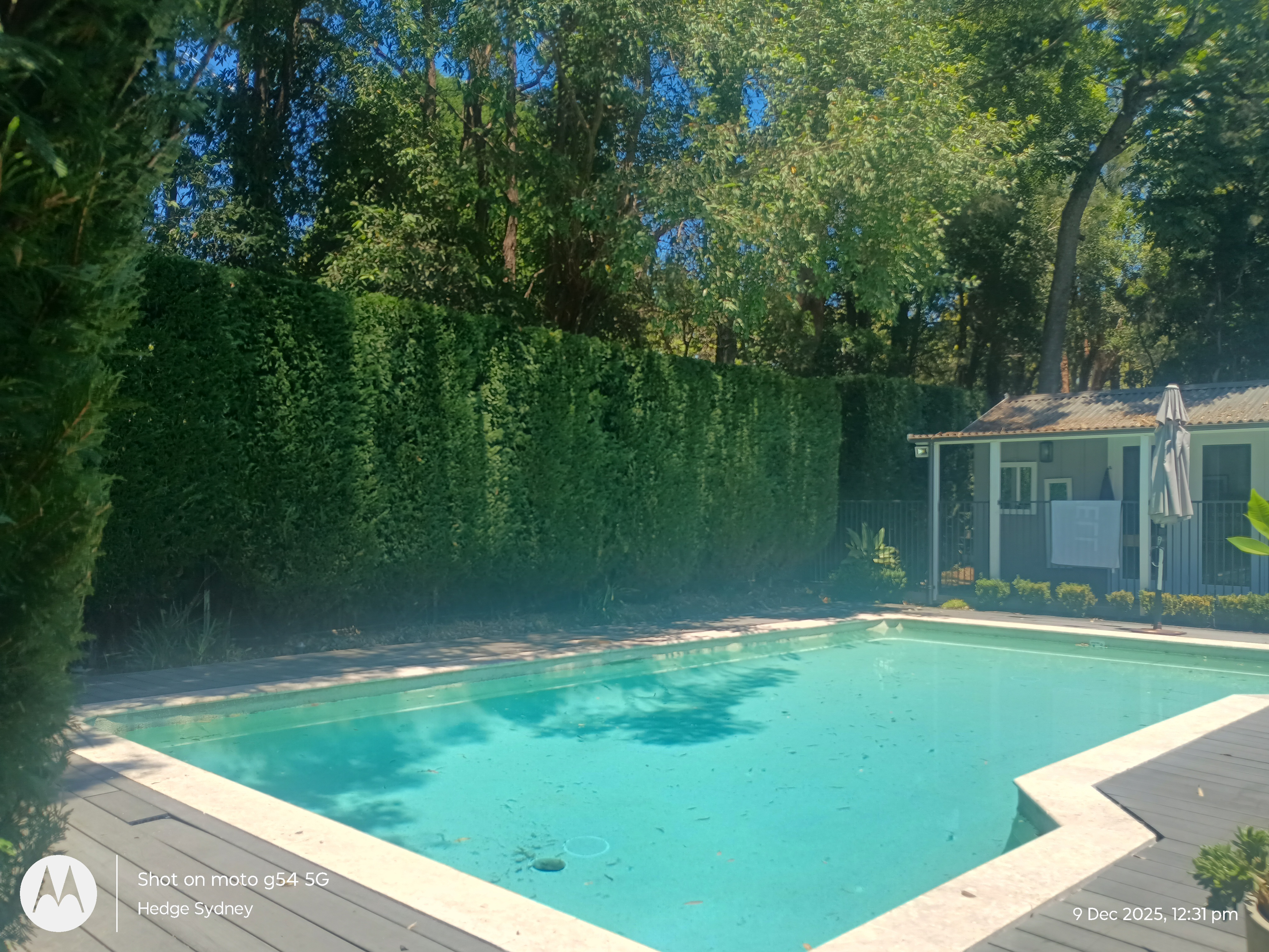 Poolside Leighton Greens in Turramurra — hedge trimming and garden care by Hedge Sydney
