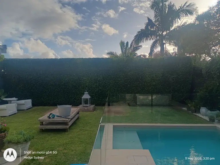 Poolside Hedging — hedge trimming by Hedge Sydney